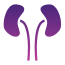Kidney