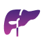Liver